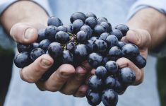 Ежедневное употребление винограда может защитить от болезни Альцгеймера