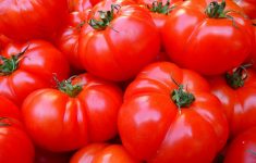 Диета: ежедневное употребление томатов может защитить от рака кожи