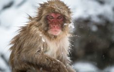«В сто раз хуже ковида»: заразившийся оспой обезьян описал первые симптомы